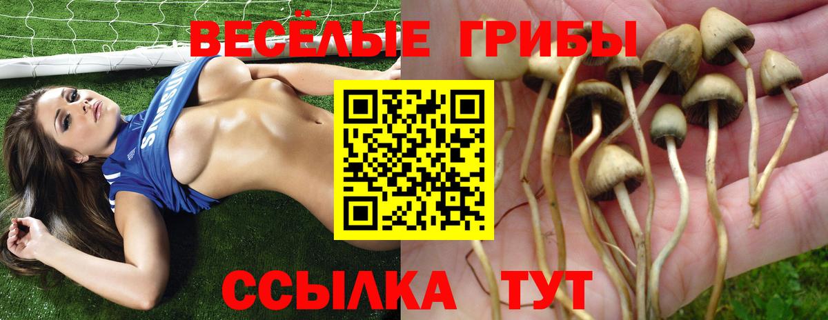 Мурино  Псилоцибиновые грибы GOLDEN TEACHER  Вход с VPN 